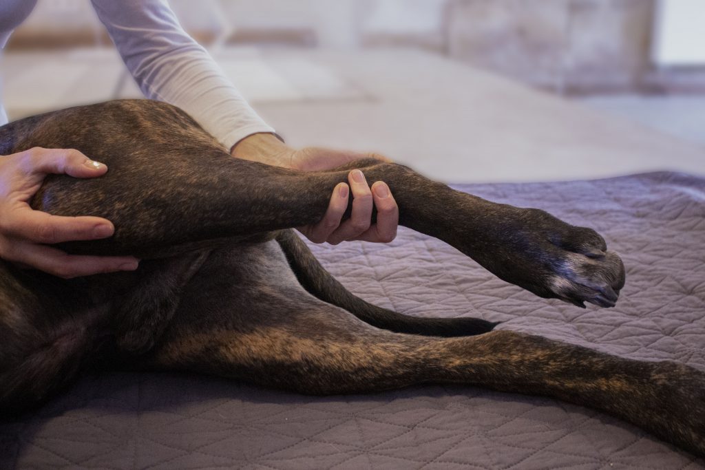Hundephysiotherapie Dog�s Anatomy